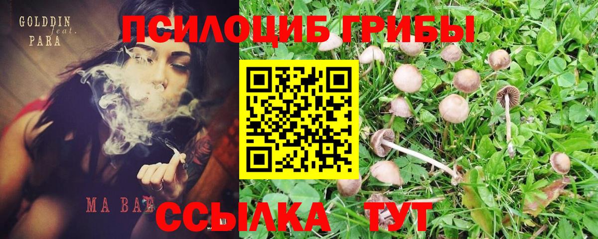 Галлюциногенные грибы Psilocybe Щёлково